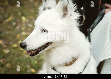 Gesicht des smarten Hundes, weißer yakutian laika, der zur Seite schaut, während er mit dem Besitzer an der Leine läuft. Porträt eines flauschigen Hundes mit blauen Augen Stockfoto