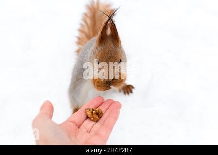 Das Eichhörnchen frisst eine Walnuss aus seinen Händen. Winterköder für Wildtiere im Wald. Das Konzept der Güte und Menschlichkeit. Selektiver Fokus, Nahaufnahme Stockfoto
