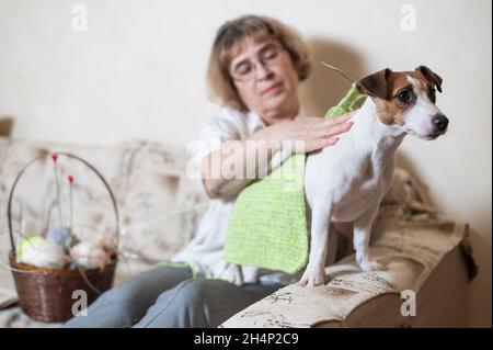 Ältere kaukasische Frau strickt Kleidung für den Winter für die Hund Jack russell Terrier Stockfoto