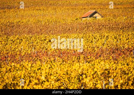 Kleine Hütte inmitten von gelben und roten Weinreben in einem Weinberg an einem sonnigen Herbsttag in Alzey, Deutschland. Stockfoto
