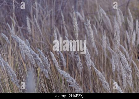 Trockenes Gras natürlichen Hintergrund. Herbstliche Natur. Sonnenuntergang auf dem Feld. Ruhiger und natürlicher Hintergrund, Pastellfarben. Stockfoto
