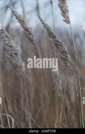 Herbstliche Natur. Trockenes Gras natürlichen Hintergrund. Sonnenuntergang auf dem Feld. Ruhiger und natürlicher Hintergrund, Pastellfarben. Stockfoto