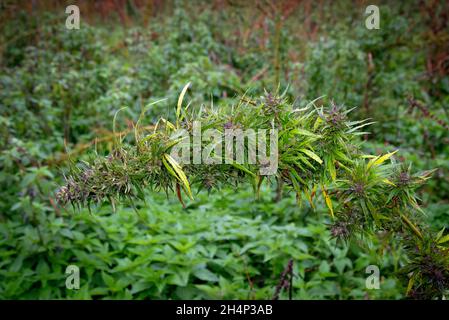 Ein hoher Cannabisbusch, der über dem Kopf gebogen ist, wächst auf einem Feld Stockfoto