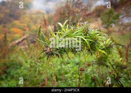 Ein hoher Cannabisbusch, der über dem Kopf gebogen ist, wächst auf einem Feld Stockfoto