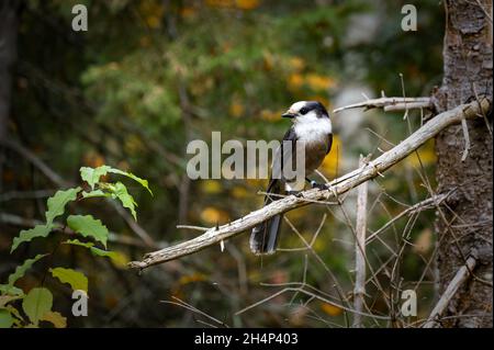 Nahaufnahme des Canada jay, auch bekannt als der graue jay, Perisoreus canadensis. Stockfoto