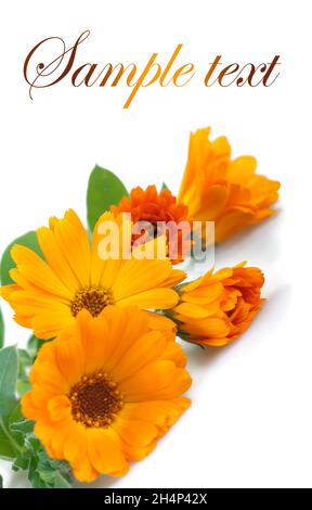 Ringelblumen, isoliert auf Weiß. Stockfoto
