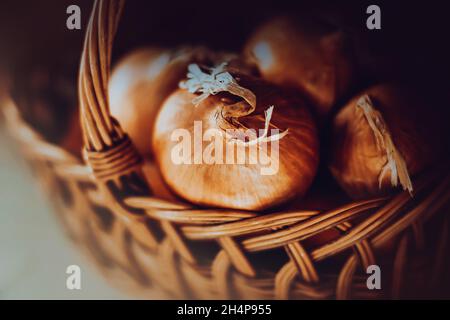 In einem schönen Korbkorb sind Zwiebeln mit reifen Zwiebeln auf einem Bauernhof im Dorf geerntet. Eine Ernte von köstlichem, gesundem Gemüse. Vegetarismus. Stockfoto