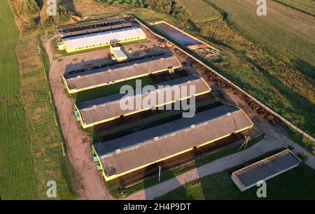 Bauernhof mit Kühen und Schweinen im Dorf, Luftbild. Kuhställe in der Nähe des Landwirtschaftsfeldes. Milchproduktion und Tierhaltung Konzept. Kuhmilch. Bauernhof Stockfoto