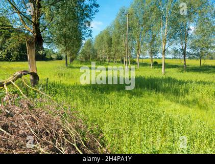 Zerbrochener Baum in einer ansonsten makellosen Allee von Bäumen in Lower Radley, Oxfordshire, England. Zuerst fiel ein großer Ast von diesem unglücklichen Exemplar; Stockfoto