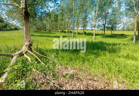 Zerbrochener Baum in einer ansonsten makellosen Allee von Bäumen in Lower Radley, Oxfordshire, England. Zuerst fiel ein großer Ast von diesem unglücklichen Exemplar; Stockfoto