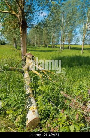 Zerbrochener Baum in einer ansonsten makellosen Allee von Bäumen in Lower Radley, Oxfordshire, England. Zuerst fiel ein großer Ast von diesem unglücklichen Exemplar; Stockfoto