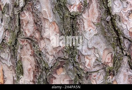 Texturen aus brauner Baumrinde, die den Rahmen füllen. Natürlicher Hintergrund Stockfoto