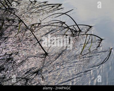 Ein abstraktes Bild von Schilf und Reflexionen in Abbey Stream, einem kleinen, aber schönen Nebenfluss der Themse von Abingdon, genau wie er sich mit dem Hauptstrom verbindet Stockfoto