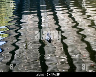 Die Donnington Bridge überquert die Themse stromaufwärts von Oxford. Hier sehen wir abstrakte Spiegelungen von gewelltem Wasser auf seiner Unterseite auf einem feinen Autu Stockfoto