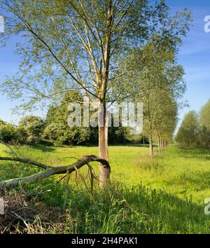 Zerbrochener Baum in einer ansonsten makellosen Allee von Bäumen in Lower Radley, Oxfordshire, England. Zuerst fiel ein großer Ast von diesem unglücklichen Exemplar; Stockfoto