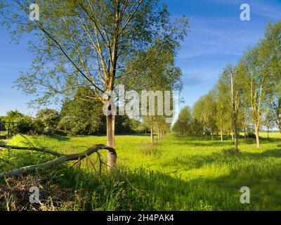 Zerbrochener Baum in einer ansonsten makellosen Allee von Bäumen in Lower Radley, Oxfordshire, England. Zuerst fiel ein großer Ast von diesem unglücklichen Exemplar; Stockfoto
