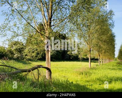 Zerbrochener Baum in einer ansonsten makellosen Allee von Bäumen in Lower Radley, Oxfordshire, England. Zuerst fiel ein großer Ast von diesem unglücklichen Exemplar; Stockfoto