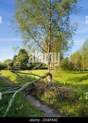 Zerbrochener Baum in einer ansonsten makellosen Allee von Bäumen in Lower Radley, Oxfordshire, England. Zuerst fiel ein großer Ast von diesem unglücklichen Exemplar; Stockfoto
