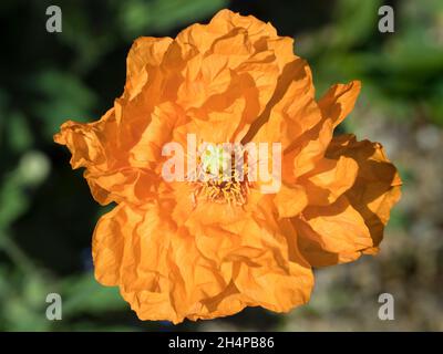 Selbstgesät kalifornischer Mohn in unserem Dorfgarten in Oxfordshire. Ein Mohn ist eine blühende Pflanze aus der Unterfamilie Papaveroideae der Familie Papaveracea Stockfoto