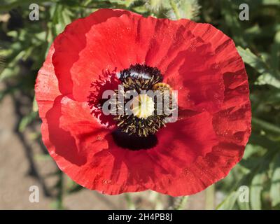 Selbstgesät ist Mohn in unserem Dorfgarten in Oxfordshire. Ein Mohn ist eine blühende Pflanze aus der Unterfamilie Papaveroideae der Familie Papaveraceae. Sie sind es Stockfoto