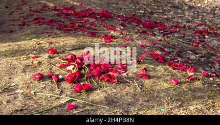 Viele Rosenblüten und Rosen selbst im Frühjahr auf dem Gras. Warf die Rosen heraus Stockfoto