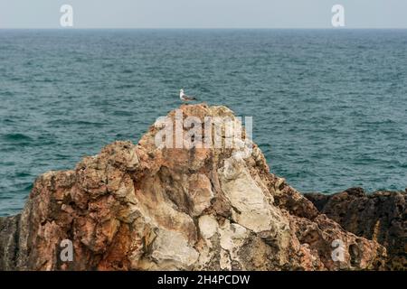 Eine Möwe auf den Kliffs von Tyulenovo, Bulgarien Stockfoto