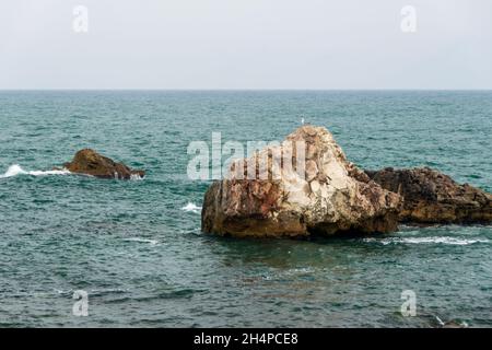 Eine Möwe auf den Kliffs von Tyulenovo, Bulgarien Stockfoto