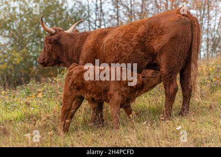 Salers Kuh, die ihr Kalb auf einer Weide absät. Elsass, Frankreich, Europa. Stockfoto