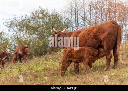 Salers Kuh, die ihr Kalb auf einer Weide absät. Elsass, Frankreich, Europa. Stockfoto