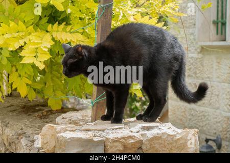 Eine schwarze Katze boging ihren Rücken auf einen Steinzaun im Sonnenlicht. Stockfoto