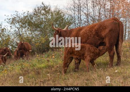 Salers Kuh, die ihr Kalb auf einer Weide absät. Elsass, Frankreich, Europa. Stockfoto