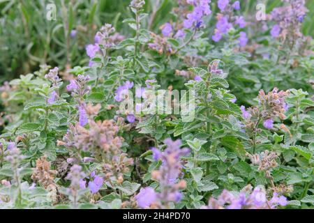 Melissa in einem rustikalen Bauerngarten angebaut. Melisse blüht in der Landwirtschaft und Ernte. Offenes ebenes Bett in das Ackerland. Stockfoto