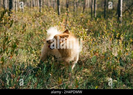 Nahaufnahme Porträt eines schönen roten Hundes im Wald Stockfoto