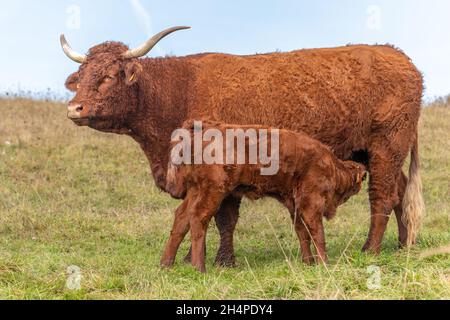 Salers Kuh, die ihr Kalb auf einer Weide absät. Elsass, Frankreich, Europa. Stockfoto