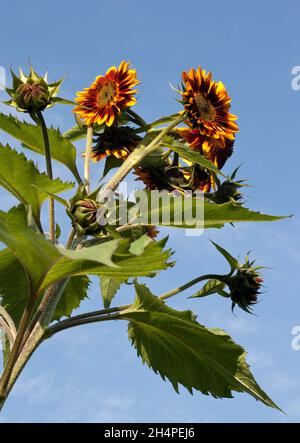 Die Sonne blüht vor einem blauen Himmel Stockfoto