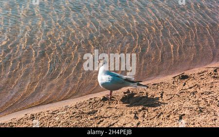 Einsamer Blick Möwen stehen auf dem Sand am Meer. In warmen Farben Stockfoto