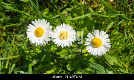 Nahaufnahme von drei Gänseblümchen auf der Wiese. Leucanthemum vulgare, Kamille an einem Sommertag Stockfoto