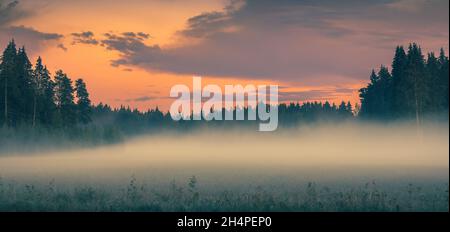 Nebel über dem grünen Feld vor Sonnenaufgang. Neblige Szene am frühen Morgen. Rosafarbener Himmel über Kiefernwald. Neblige Naturlandschaft mit Pinien. Nebel über der Wiese. Stockfoto