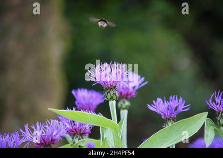 Eine einbeinige Biene sammelt ihre Pollen, die von ihrer Blüte wegfliegen Stockfoto