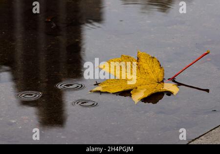 Hamburg, Deutschland. November 2021. Ein herbstfarbenes Blatt schwebt bei regnerischem Wetter im Park 'Planten un Blomen' auf einer Pfütze. Quelle: Ulrich Perrey/dpa/Alamy Live News Stockfoto
