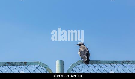 Im Frühjahr sitzt die nasse grau-schwarze Krähe auf einem Eisengeländer an einem blauen Himmel Stockfoto