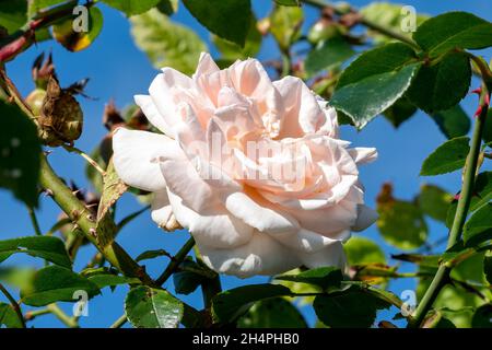 Rose (rosa) Penny Lane 'Hardwell' eine Sommer blühende Kletterpflanze mit einer rosa Doppelblume für den Sommer, Stock-Foto-Bild Stockfoto