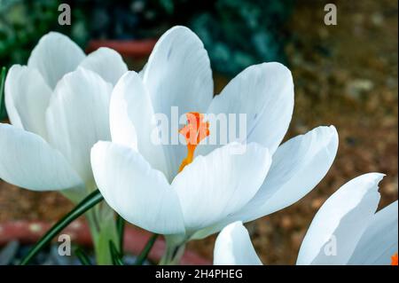 Crocus vernus 'Jeanne d'Arc' (Jeanne d'Arc) eine weiße, knollig blühende Frühlingspflanze, Stockfoto Stockfoto