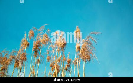 Blühendes Holz kleinbläuige Calamagrostis epigejos gegen den blauen Himmel. Selektiver Fokus. Abgeschwächt Stockfoto