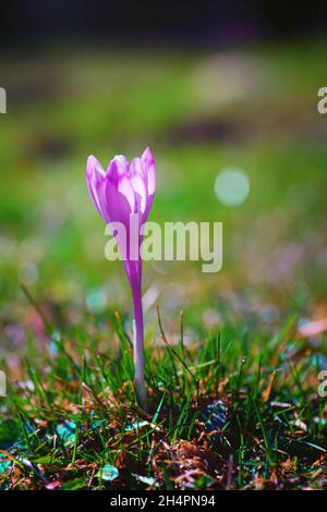 lavanda, Feld, Morgen, Schmetterling, Insekten, Violett, blumig, Kräuter, natürlich, Blumen, hey, Farben, Morgen, Sonnenaufgang, draußen, Couttry Side, Wind, Wind Stockfoto