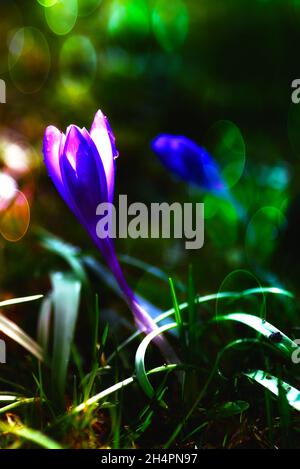 lavanda, Feld, Morgen, Schmetterling, Insekten, Violett, blumig, Kräuter, natürlich, Blumen, hey, Farben, Morgen, Sonnenaufgang, draußen, Couttry Side, Wind, Wind Stockfoto