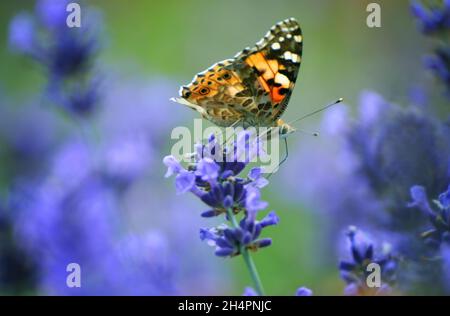 lavanda, Feld, Morgen, Schmetterling, Insekten, Violett, blumig, Kräuter, natürlich, Blumen, hey, Farben, Morgen, Sonnenaufgang, draußen, Couttry Side, Wind, Wind Stockfoto