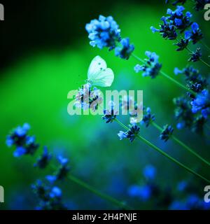 lavanda, Feld, Morgen, Schmetterling, Insekten, Violett, blumig, Kräuter, natürlich, Blumen, hey, Farben, Morgen, Sonnenaufgang, draußen, Couttry Side, Wind, Wind Stockfoto