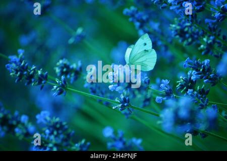 lavanda, Feld, Morgen, Schmetterling, Insekten, Violett, blumig, Kräuter, natürlich, Blumen, hey, Farben, Morgen, Sonnenaufgang, draußen, Couttry Side, Wind, Wind Stockfoto