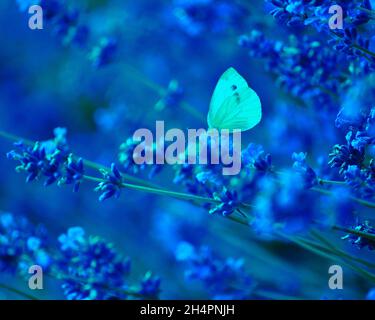 lavanda, Feld, Morgen, Schmetterling, Insekten, Violett, blumig, Kräuter, natürlich, Blumen, hey, Farben, Morgen, Sonnenaufgang, draußen, Couttry Side, Wind, Wind Stockfoto